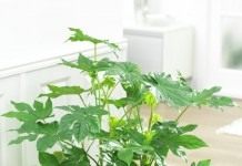 Фатсия японская (Fatsia japonica)