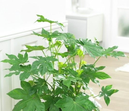 Фатсия японская (Fatsia japonica)