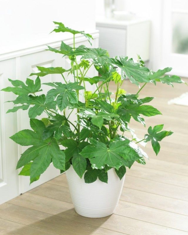 Фатсия японская (Fatsia japonica)