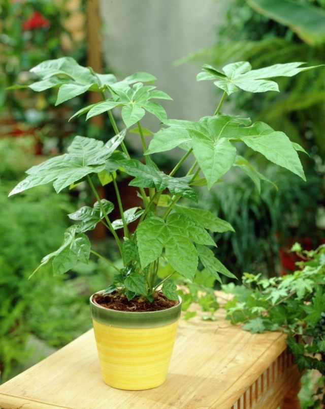 Фатсия японская (Fatsia japonica)