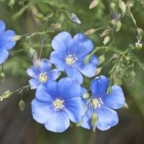 Лён австрийский (Linum austriacum) Лён австрийский (Linum austriacum)