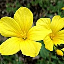 Лён желтый (Linum flavum). Лён желтый (Linum flavum)