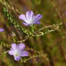 Лён жестковолосистый (Linum hirsutum) Лён жестковолосистый (Linum hirsutum)