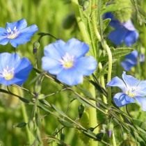 Лён многолетний (Linum perenne) Лён многолетний (Linum perenne)