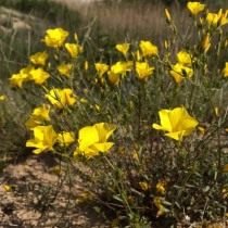 Лён таврический (Linum tauricum) Лён таврический (Linum tauricum)