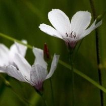 Лён тонколистный (Linum tenuifolium) Лён тонколистный (Linum tenuifolium)
