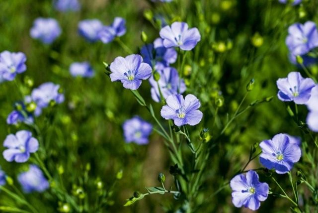 Лён обыкновенный, или Лён посевной (Linum usitatissimum) Лён обыкновенный, или Лён посевной (Linum usitatissimum)