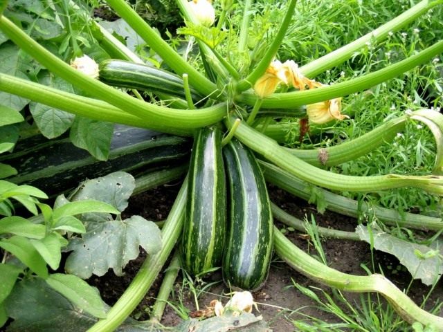 Куст кабачка цуккини с плодами Куст кабачка цуккини с плодами