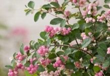 Снежноягодник Доренбоза «Меджикал свит» (Symphoricarpos x doorenbosii 'Magical Sweet')