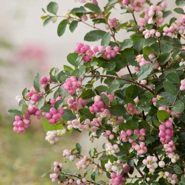 Снежноягодник Доренбоза «Меджикал свит» (Symphoricarpos x doorenbosii 'Magical Sweet')
