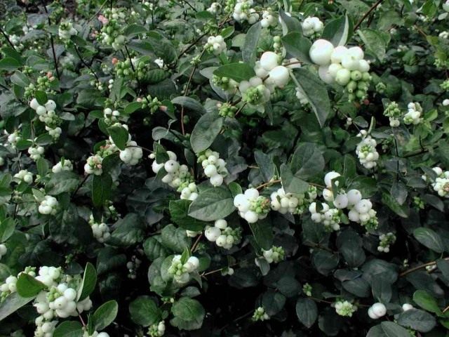 Снежноягодник Доренбоза «Вайт Эдж» (Symphoricarpos x doorenbosii 'White Edge')