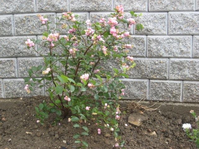 Снежноягодник Доренбоза "Аметист" (Symphoricarpos x doorenbosii 'Amethyst')
