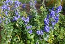 Борец Кармихеля, или Аконит Кармихеля (Aconitum carmichaelii)
