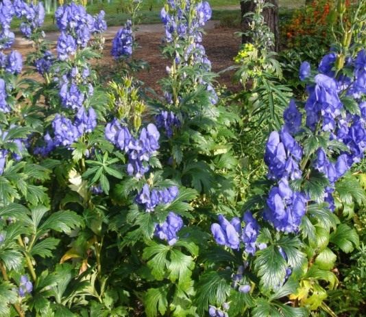 Борец Кармихеля, или Аконит Кармихеля (Aconitum carmichaelii)