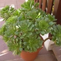 Эониум древесный (Aeonium arboreum)