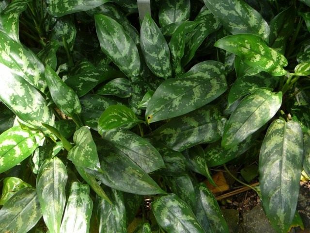 Аглаонема переменчивая (Aglaonema commutatum) Аглаонема переменчивая (Aglaonema commutatum)