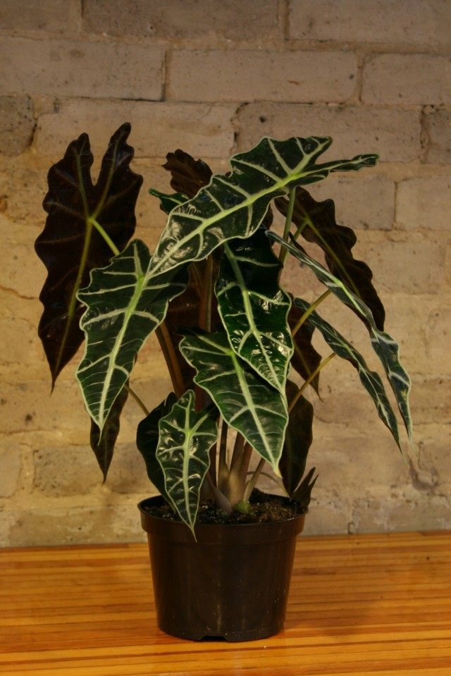 Алоказия амазонская (Alocasia amazonica) Алоказия амазонская (Alocasia amazonica)