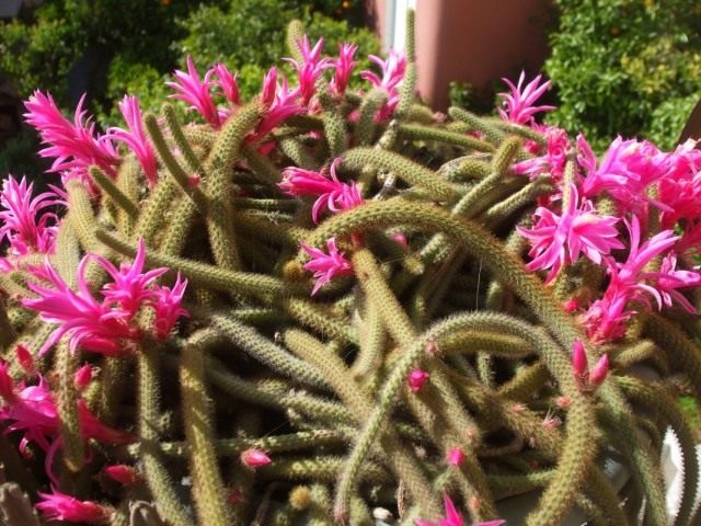 Апорокактус плетевидный (Aporocactus flagelliformis)