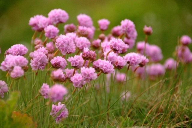 Армерия приморская (Armeria maritima) Армерия приморская (Armeria maritima)