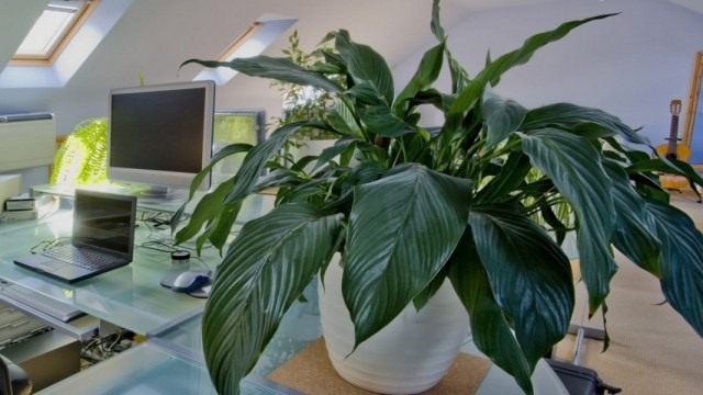 Аспидистра высокая (Aspidistra elatior) Аспидистра высокая (Aspidistra elatior)