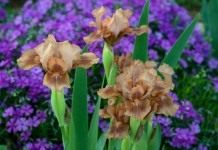 Низкорослый ирис бородатый «Зачарованный Мокко» (Iris 'Enchanted Mocha')