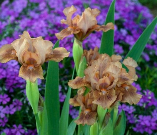 Низкорослый ирис бородатый «Зачарованный Мокко» (Iris 'Enchanted Mocha')