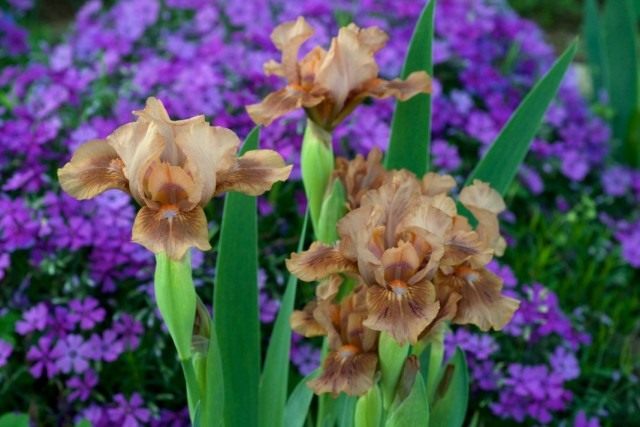 Низкорослый ирис бородатый «Зачарованный Мокко» (Iris 'Enchanted Mocha') Низкорослый ирис бородатый «Зачарованный Мокко» (Iris 'Enchanted Mocha')