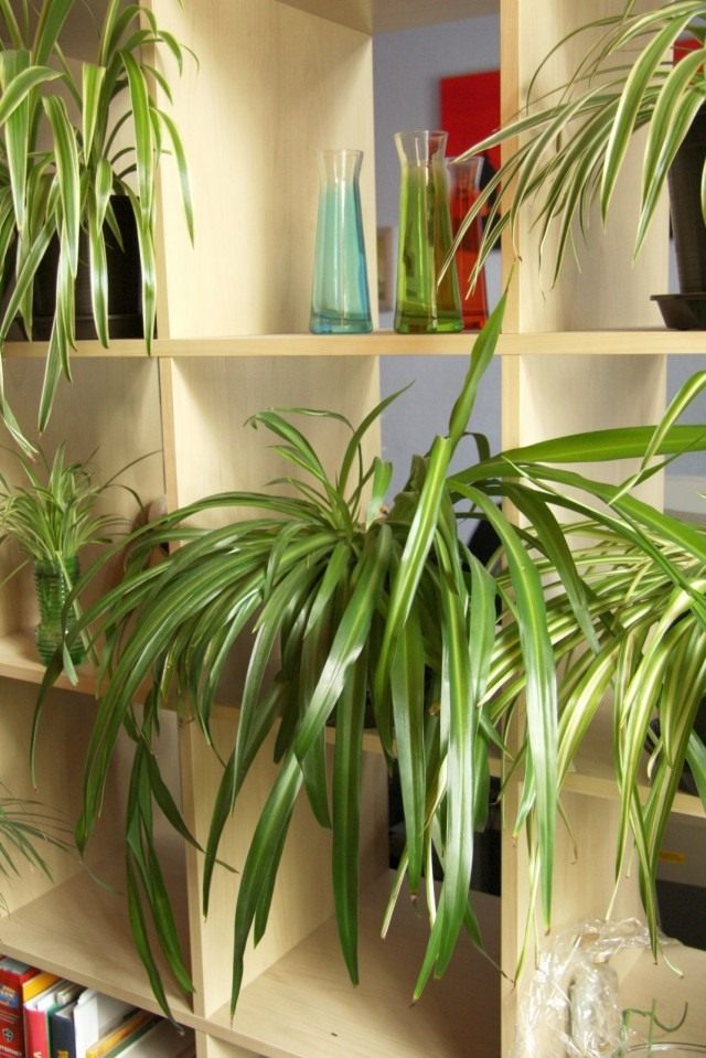 Хлорофитум хохлатый (Chlorophytum comosum) Хлорофитум хохлатый (Chlorophytum comosum)