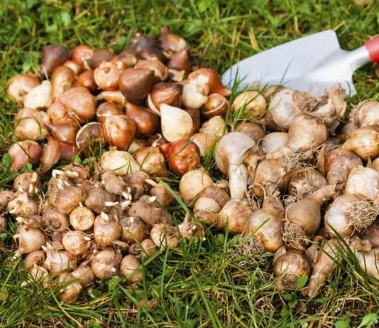 Летнее хранение луковиц