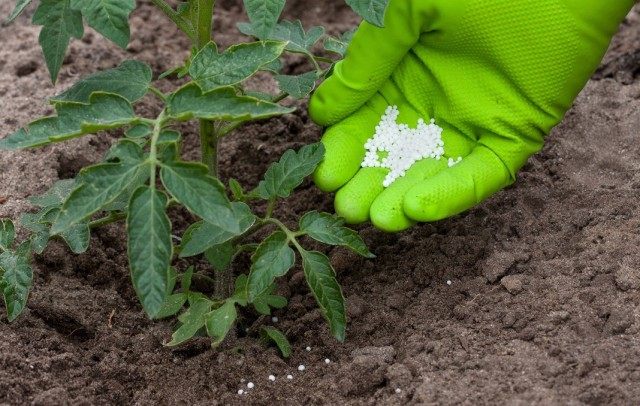Внесение минеральных удобрений под томат Внесение минеральных удобрений под томат