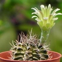 Гимнокалициум Михановича разновидность стеногонум (Gymnocalycium mihanovichii var. stenogonum)