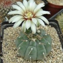 Гимнокалициум Фаттера (Gymnocalycium ochoterenae sp. vatterii)