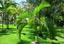 Арека желтеющая (Areca lutescens), или Гиофорба индика (Hyophorbe indica)
