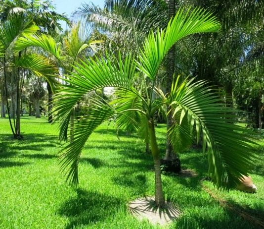 Арека желтеющая (Areca lutescens), или Гиофорба индика (Hyophorbe indica)