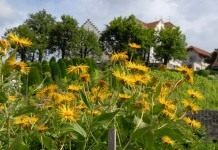 Девясил высокий (Inula helenium)