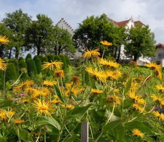 Девясил высокий (Inula helenium)