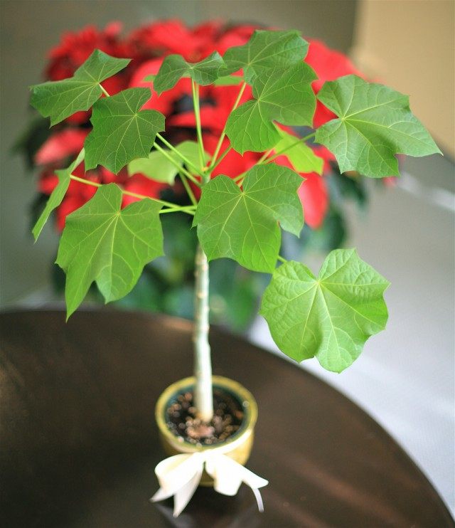 Ятрофа куркас (Jatropha curcas) Ятрофа куркас (Jatropha curcas)
