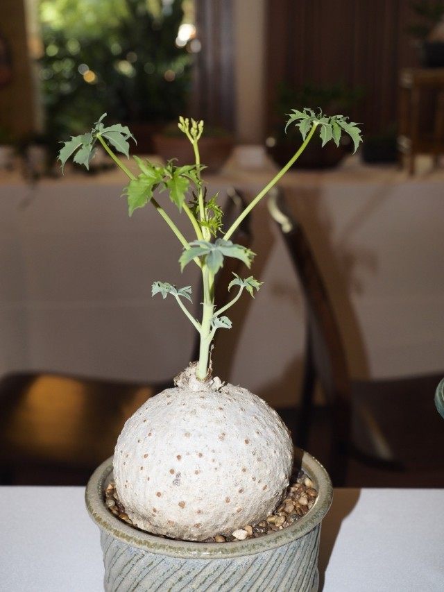 Ятрофа катартика (Jatropha cathartica) Ятрофа катартика (Jatropha cathartica)