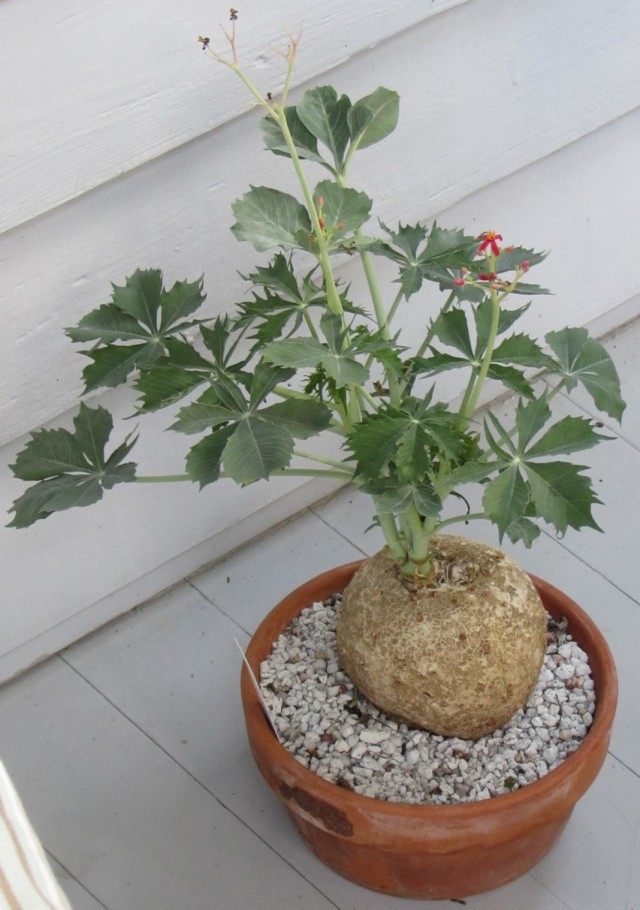 Ятрофа Берландиери (Jatropha berlandieri, сегодня классифицируется как вид Ятрофа катартика) Ятрофа Берландиери (Jatropha berlandieri, сегодня классифицируется как вид Ятрофа катартика)