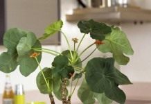 Ятрофа подагрическая (Jatropha podagrica)