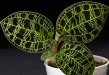 Макодес петола (Macodes petola)