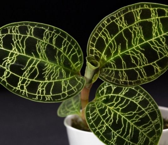 Макодес петола (Macodes petola)