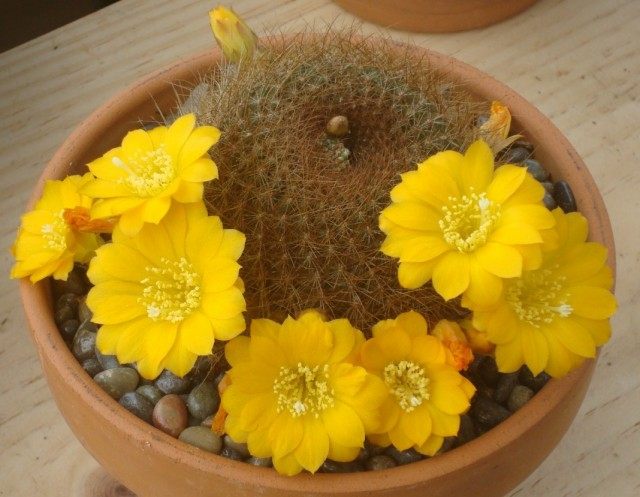 Ребуция Марсонери (Rebutia marsoneri)
