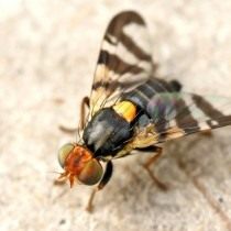 Вишнёвая муха (Rhagoletis cerasi)