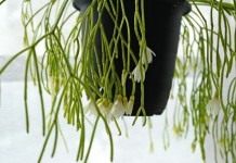 Рипсалис кампос-портоана (Rhipsalis campos-portoana)