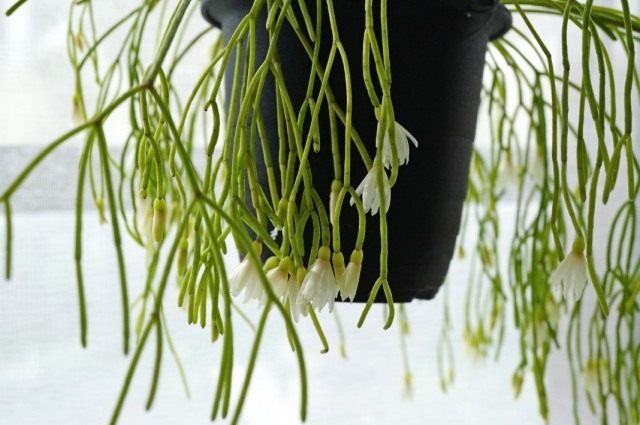 Рипсалис кампос-портоана (Rhipsalis campos-portoana)