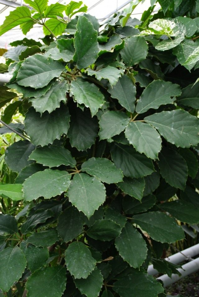 Тетрастигма Вуанье (Tetrastigma voinierianum) Тетрастигма Вуанье (Tetrastigma voinierianum)