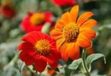 Титония круглолистная (Tithonia rotundifolia)