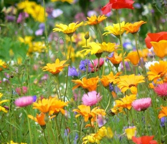 Мавританский газон