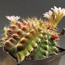Гимнокалициум анизитси (Gymnocalycium anisitsii)